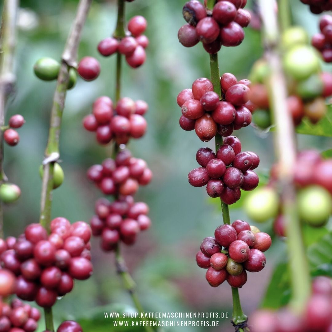 Kaffeemaschinenprofis-Giessen-Blog-Arabica-Robusta-6
